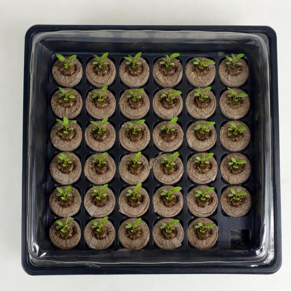 Anzuchtset mit 35 Quelltabs